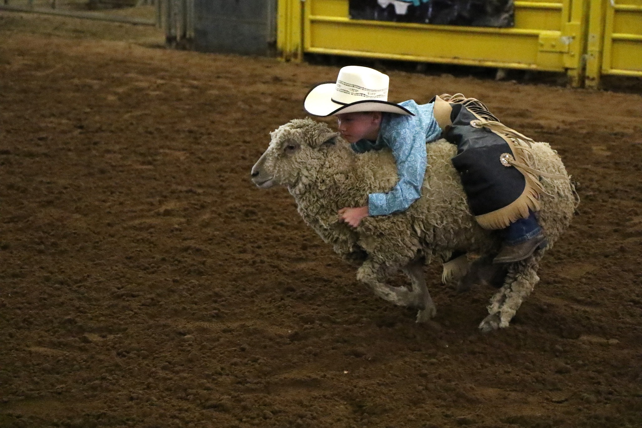 Red, White & Bulls Non-Profit. Support Your Veterans. 2024 Rodeo.